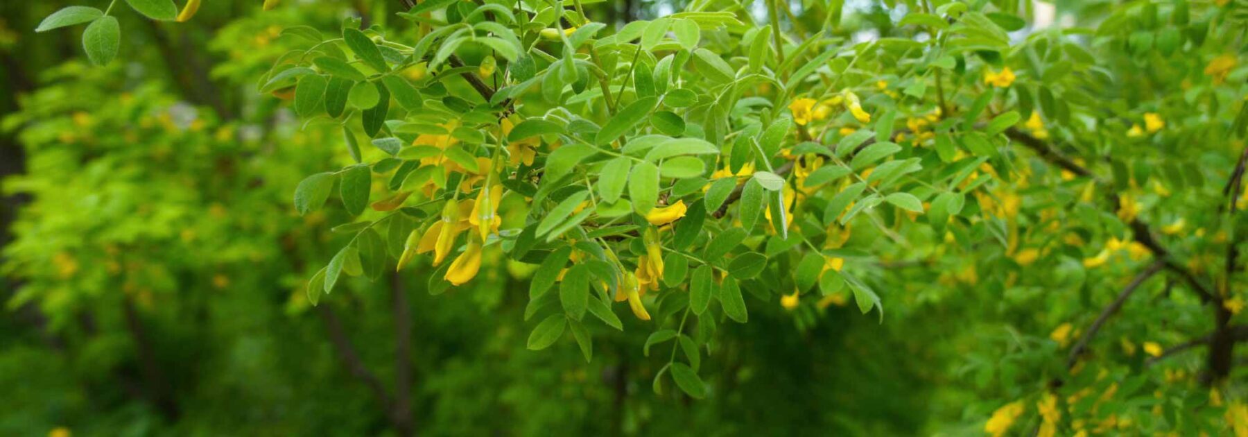 Caragana arborescens, Yellow Acacia: Planting, Growing, Care