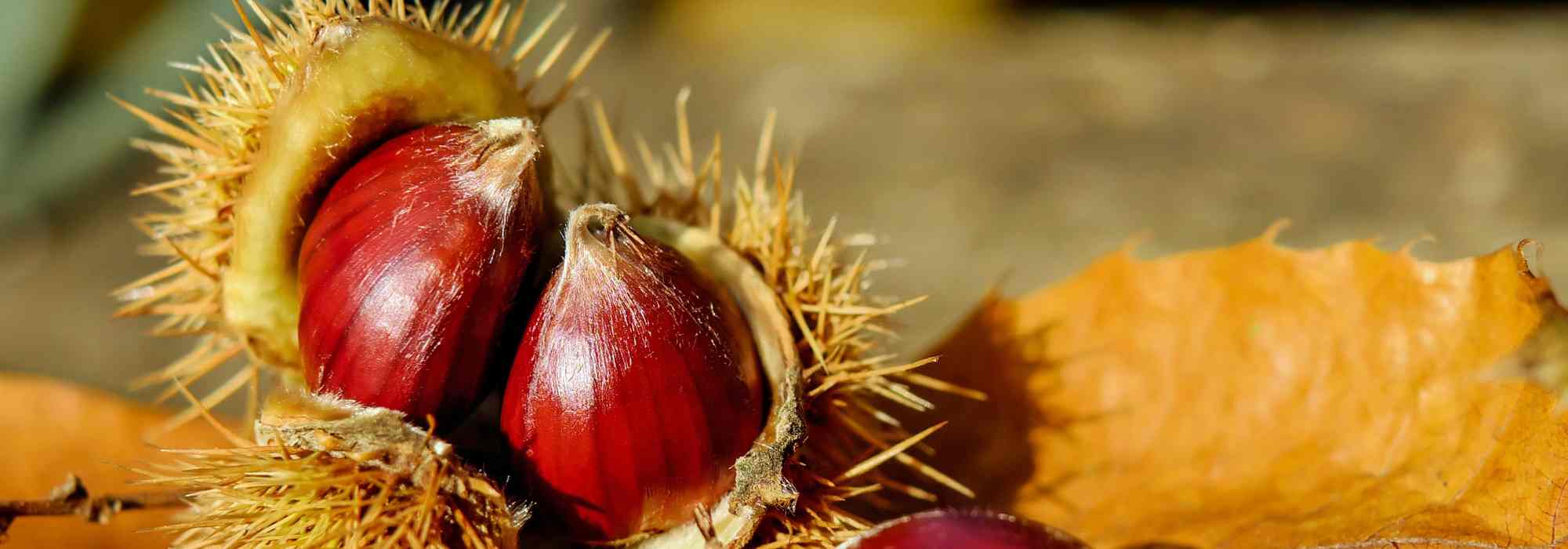 Chestnut: everything you need to know about this autumn fruit