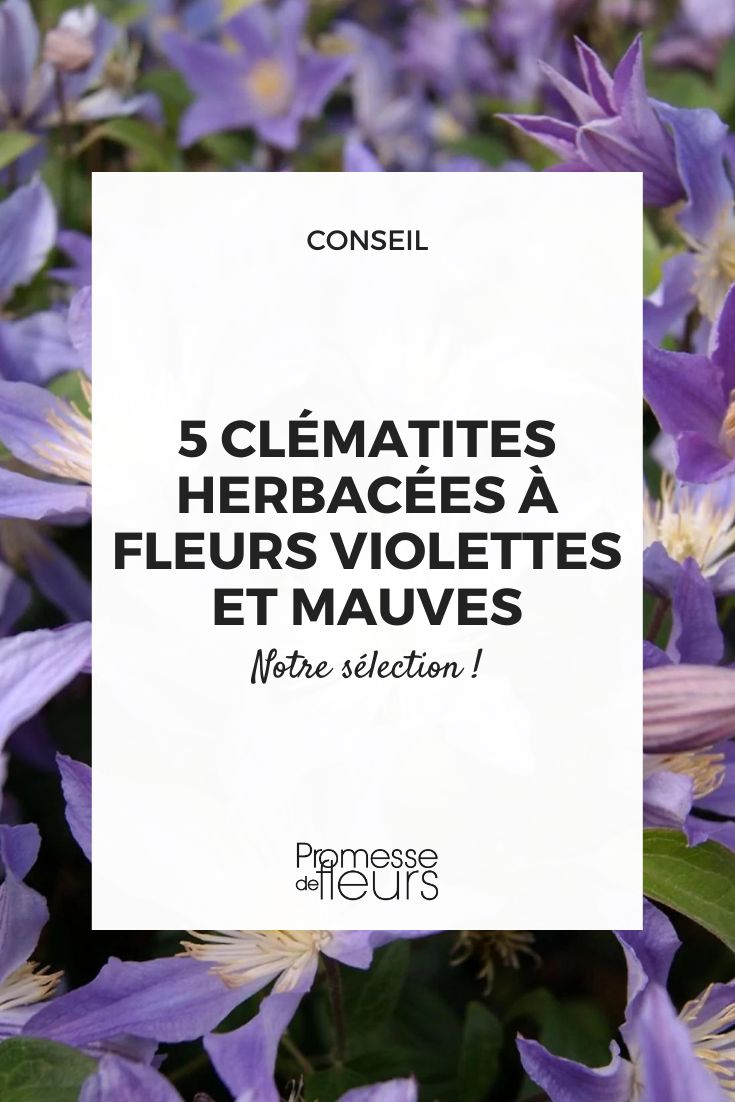 'Clematis 'Blue River'