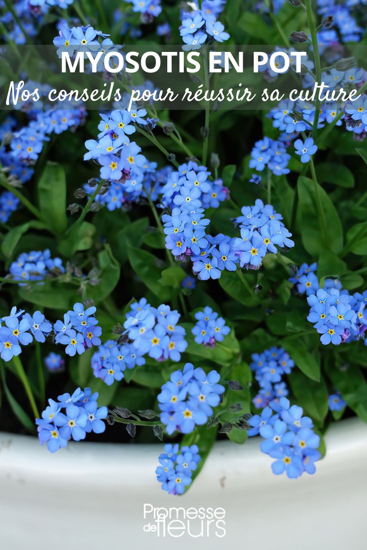 Tips and Practices for Growing Forget-Me-Nots in Pots