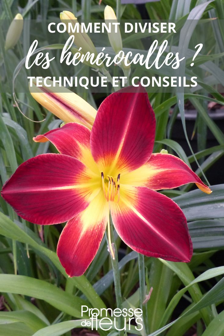 Ruby Spider Daylily