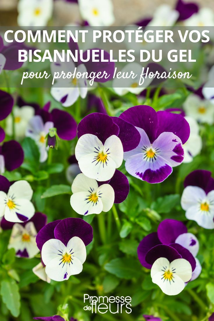 Sorry, but the text to be translated is empty.