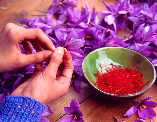 How to harvest, dry and store saffron?