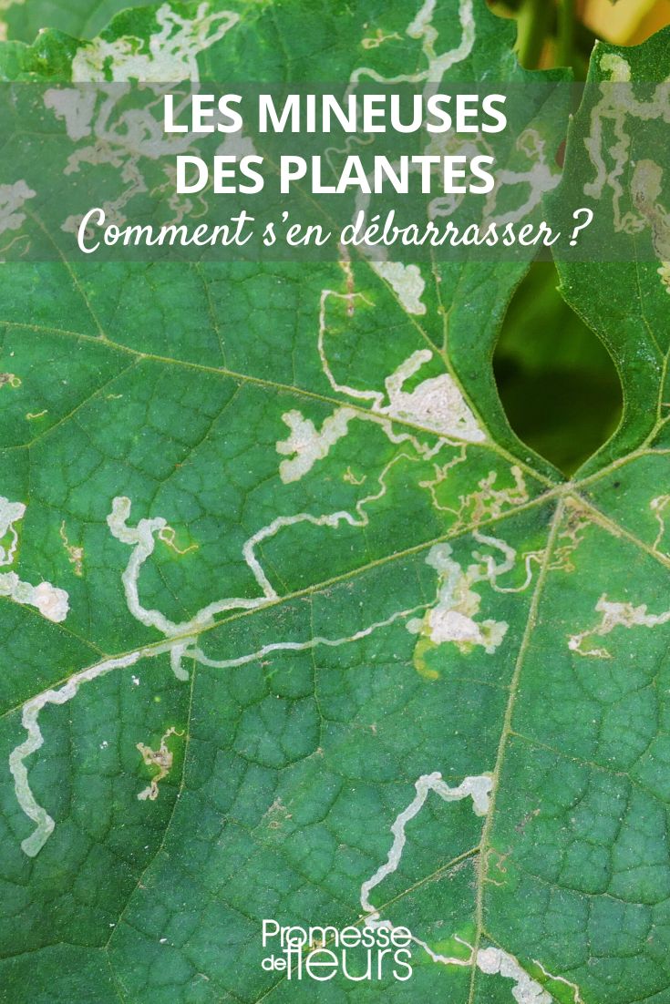 miner, tips and treatments