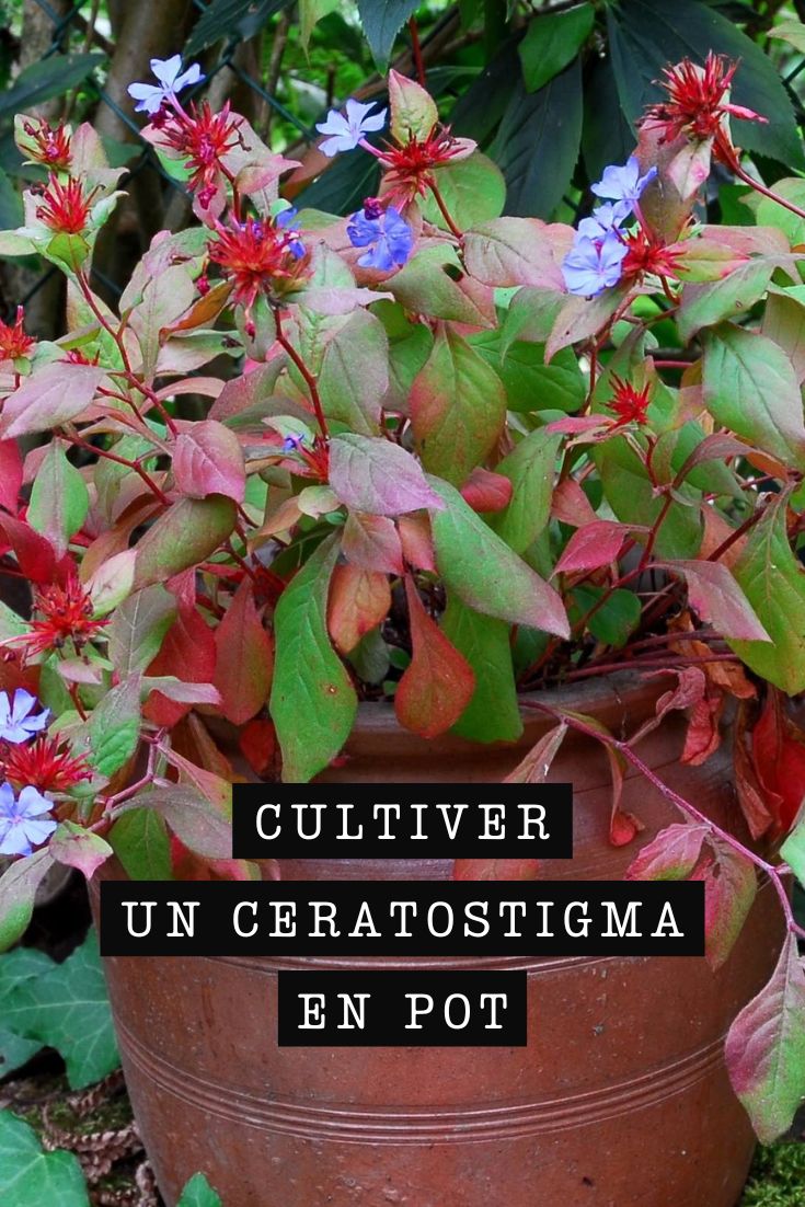 Planting Tips for Ceratostigma in Pots
