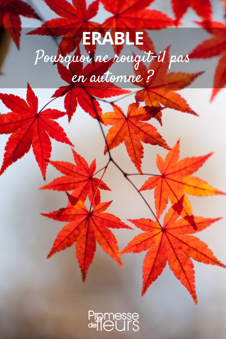 Why doesn't the maple tree turn red in autumn Maple tree: why don't the leaves turn red?