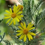 How to grow Euryops in a pot?