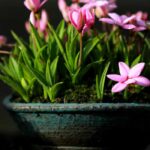 Kusamono: potted flowers displays from Japan