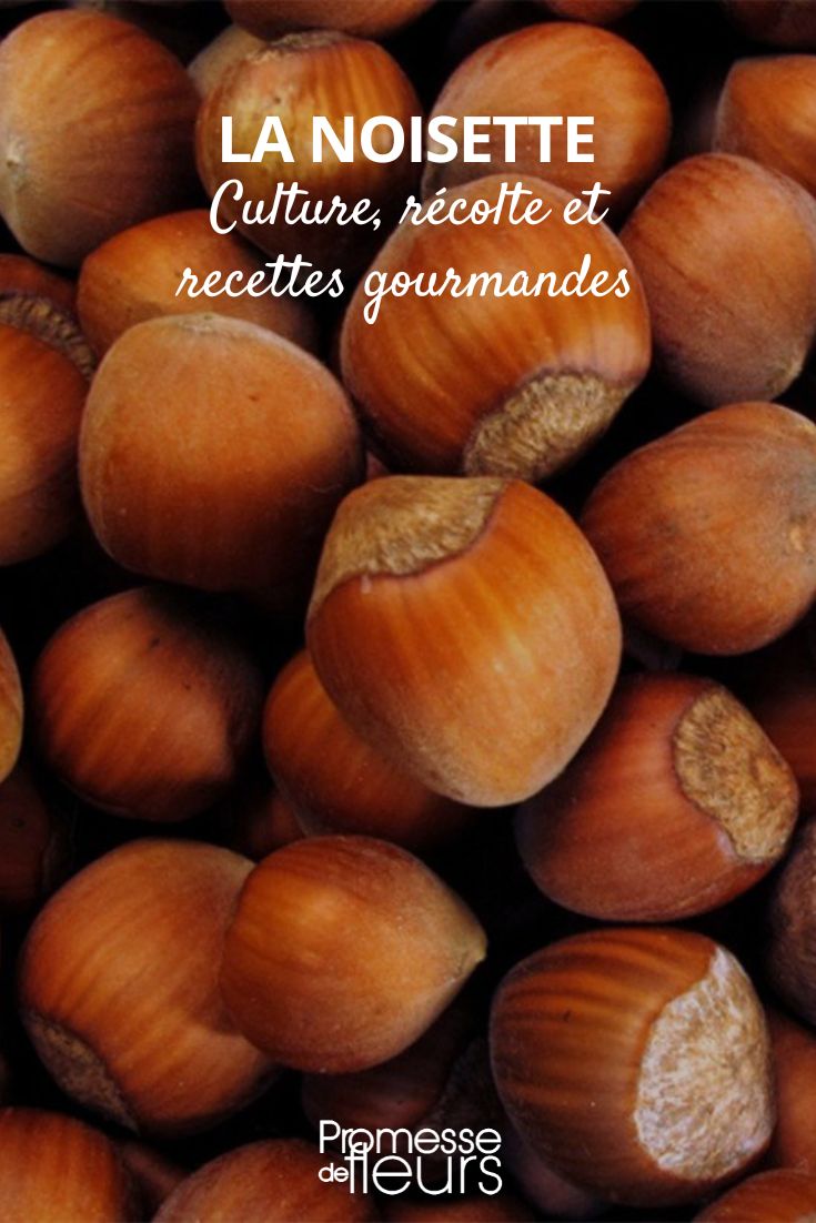 Hazelnuts