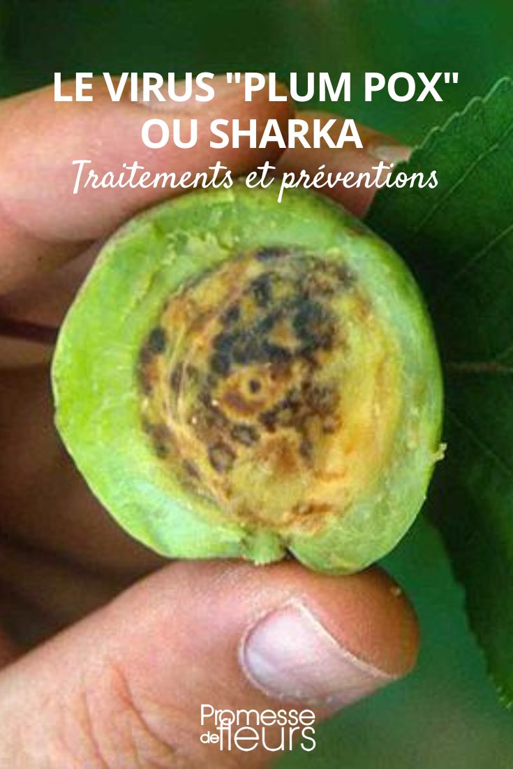 The Stone Fruit Tree Virus: Plum Pox