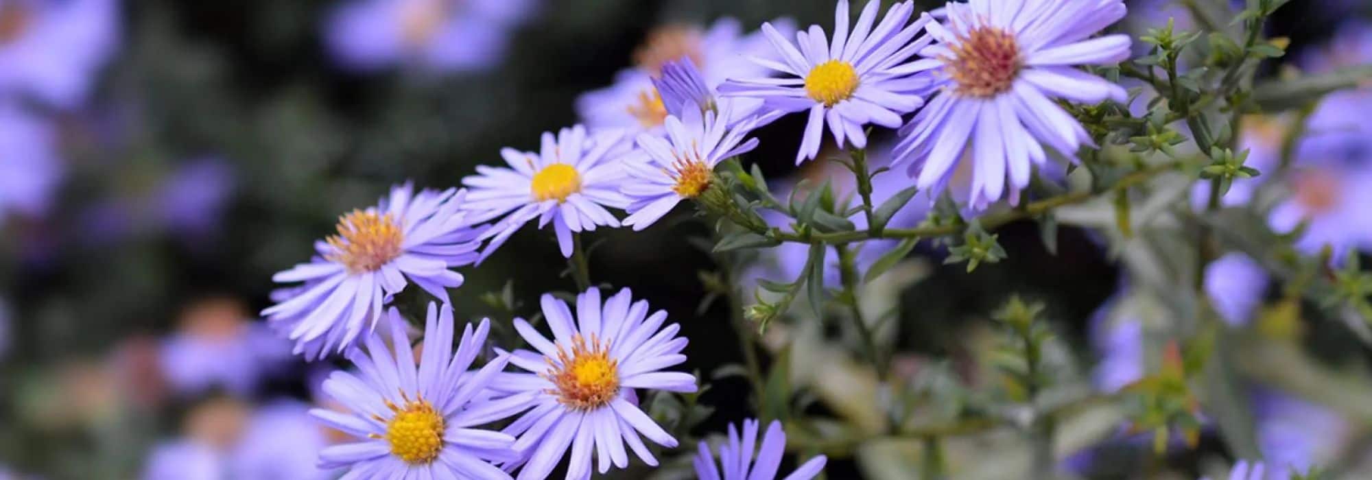 Dwarf asters: compact flowers for small gardens and balconies