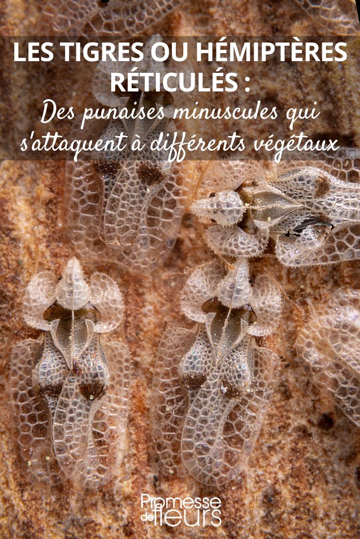 The Sycamore Lace Bug (Corythucha ciliata)