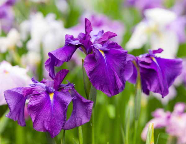 How to propagate water irises?