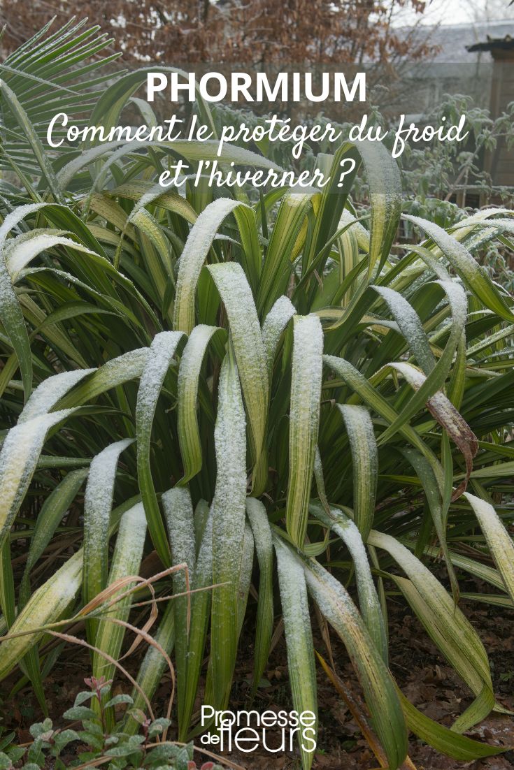 Phormium in Freezing Conditions