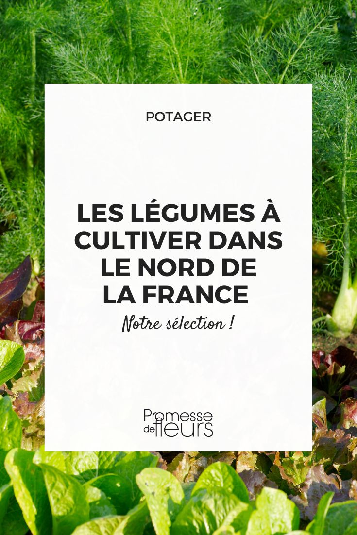 What vegetables to grow in the Hauts-de-France region?