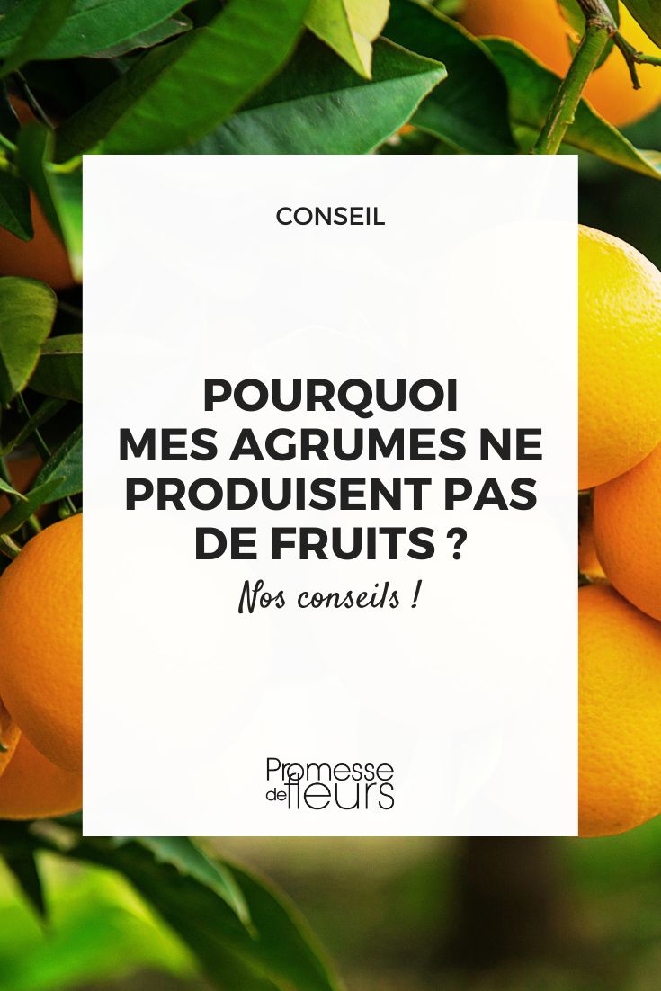 You may not have citrus trees for various reasons such as unsuitable climate, lack of sunlight, improper soil conditions, or simply because you haven't planted any yet. If you're interested in growing citrus trees, make sure to choose the right varieties for your region and provide them with the necessary care they need to thrive.