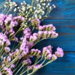 How to harvest and dry Limonium for long-lasting bouquets?