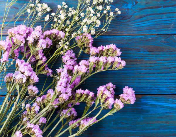 How to harvest and dry Limonium for long-lasting bouquets?