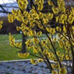 How to prune Hamamelis?