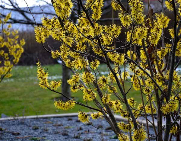 How to prune Hamamelis?
