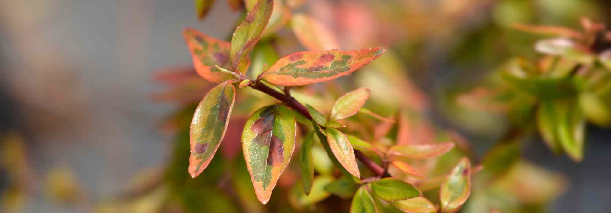 5 must-have variegated Abelias for the garden