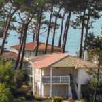 Gardening under pine trees: plants to grow and tips