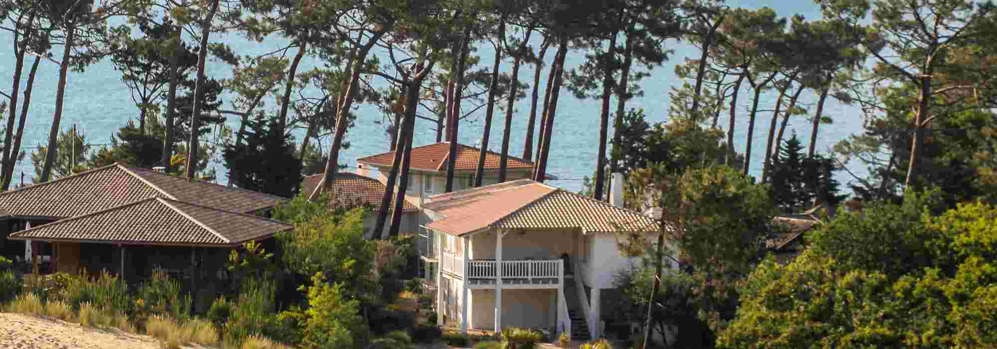 Gardening under pine trees: plants to grow and tips