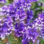 Groundcover bushes that flower in autumn: our favourites