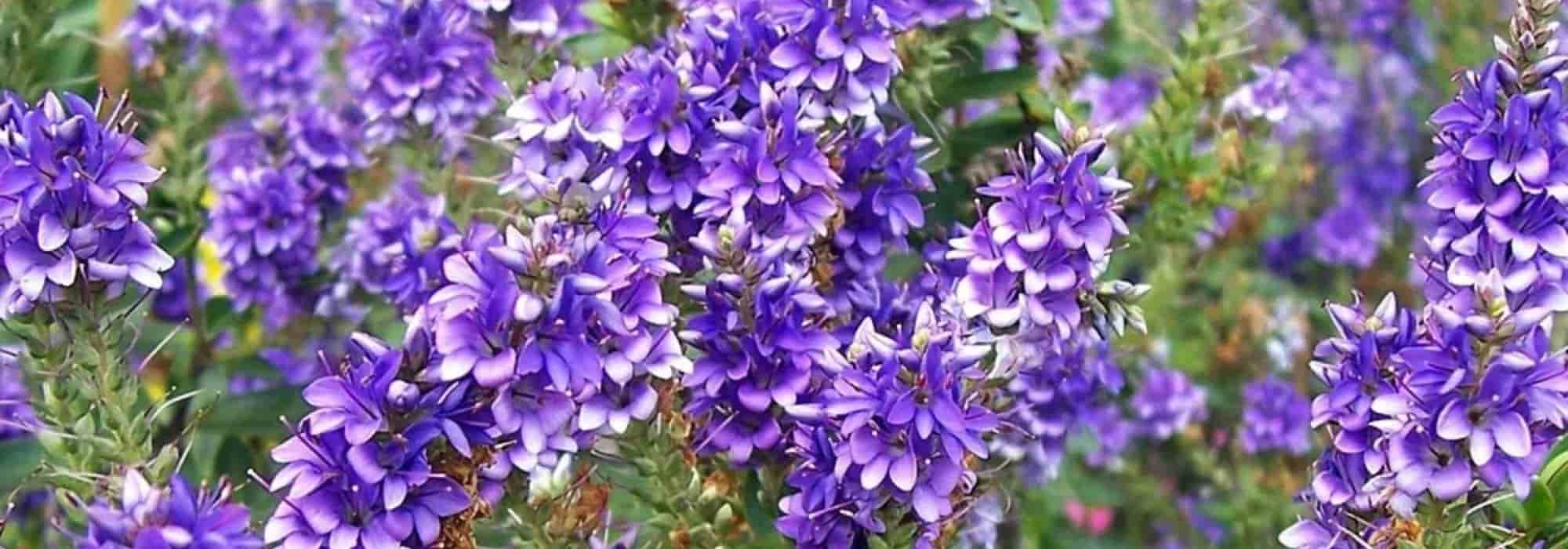 Groundcover bushes that flower in autumn: our favourites