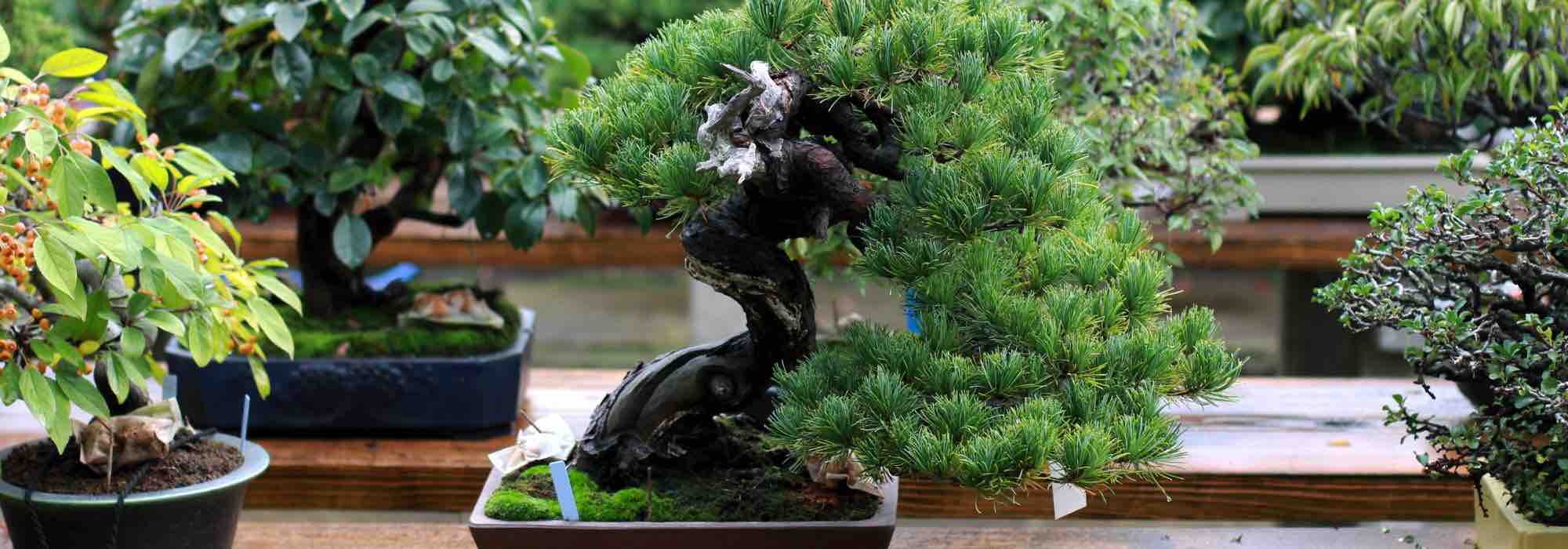 How to water a bonsai properly?