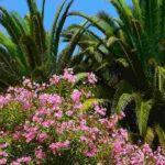 8 great pairing ideas with oleander