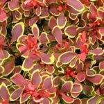 The best dwarf Berberis for small spaces
