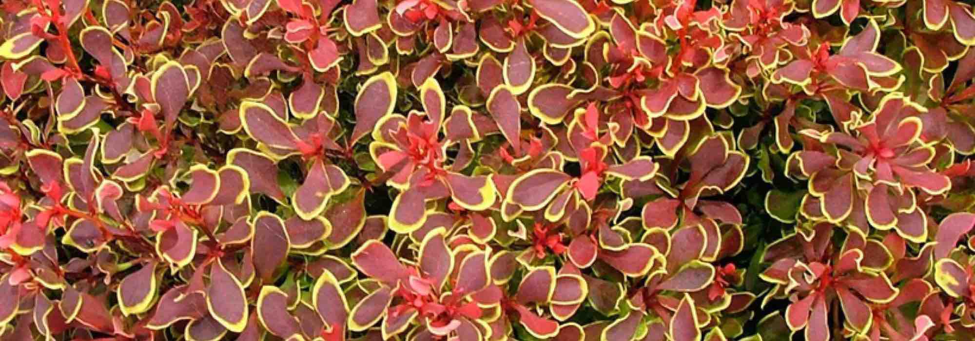 The best dwarf Berberis for small spaces
