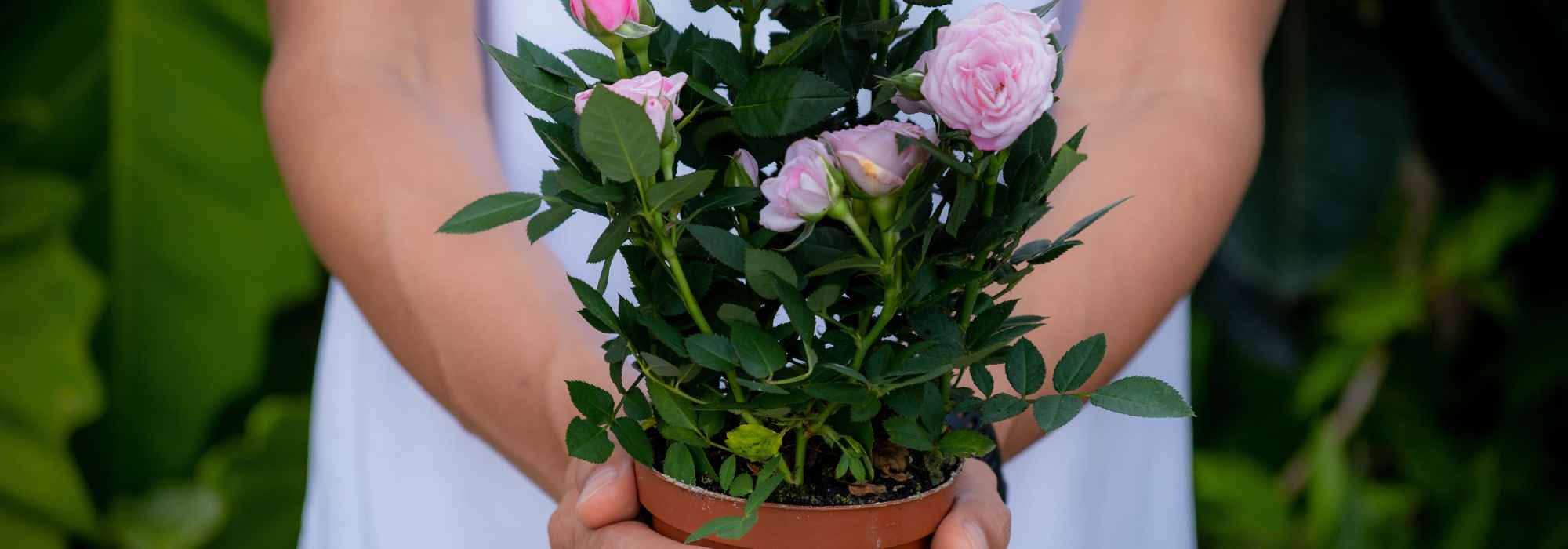 I received a plant as a gift this summer: our tips