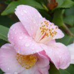 Repotting a camellia into a pot: best practices