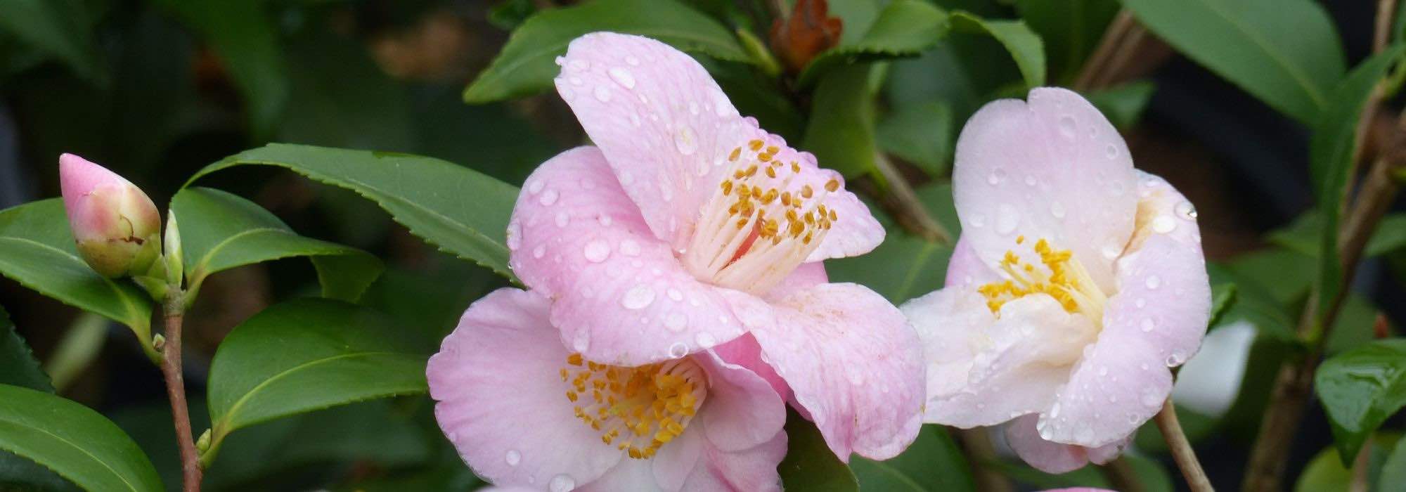 Repotting a camellia into a pot: best practices