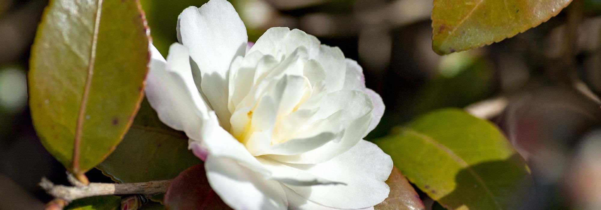 Camelia: how to protect it from frost and winter it?