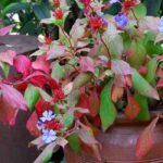 Growing Ceratostigma in a pot