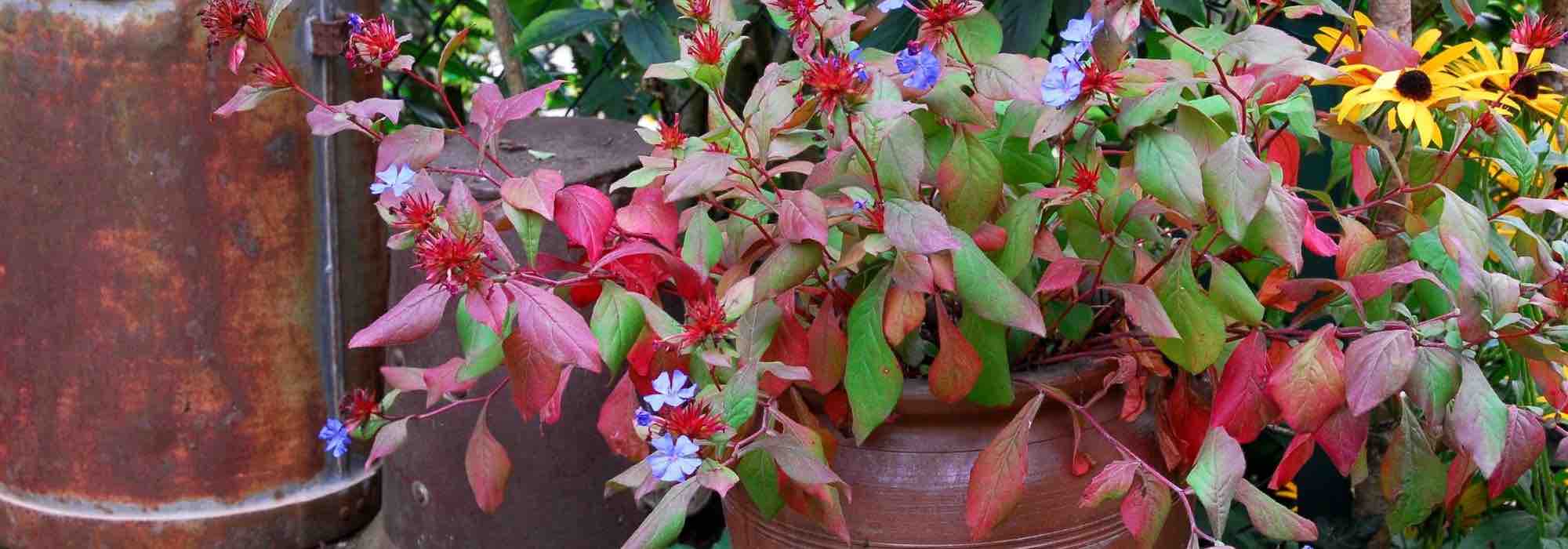 Growing Ceratostigma in a pot
