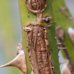 Rose canker: symptoms, treatments and prevention