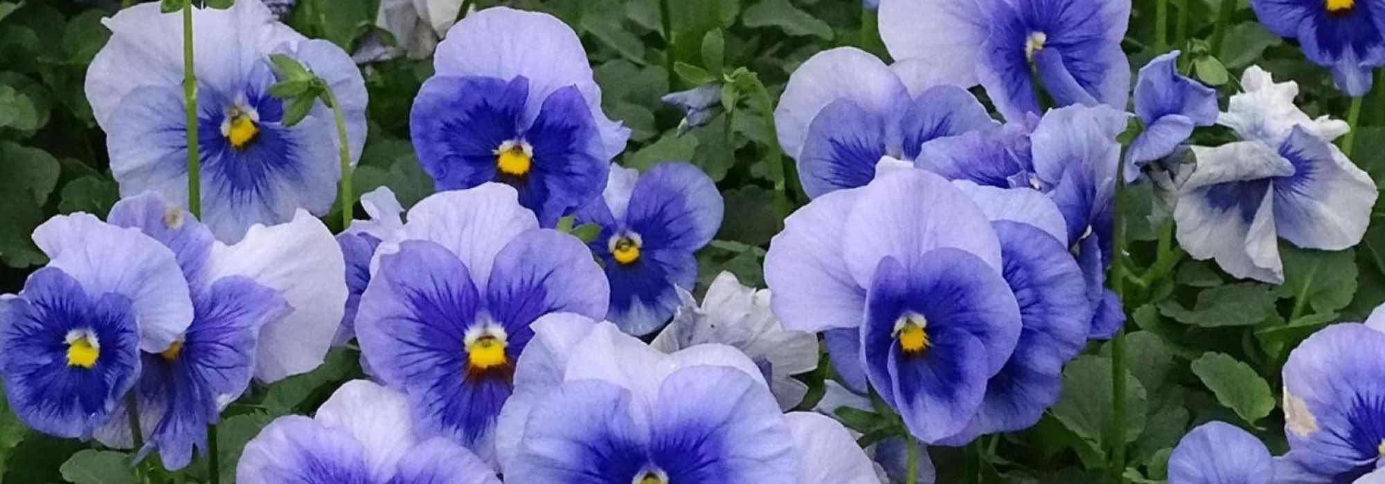 Choose autumn-biennials for a flowering garden as soon as warm days arrive