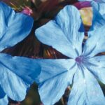Choosing the right Ceratostigma for your garden