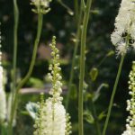 Growing Cimicifuga in a pot