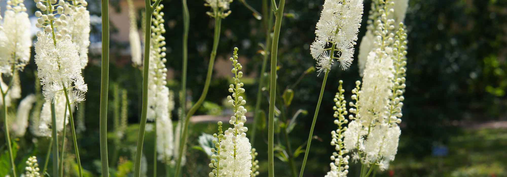 Growing Cimicifuga in a pot