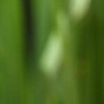 Ladybirds: natural allies against pests in the garden