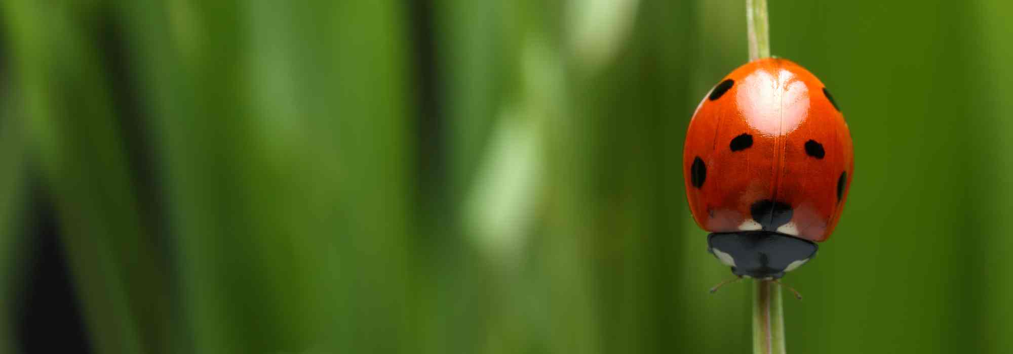 Ladybirds: natural allies against pests in the garden