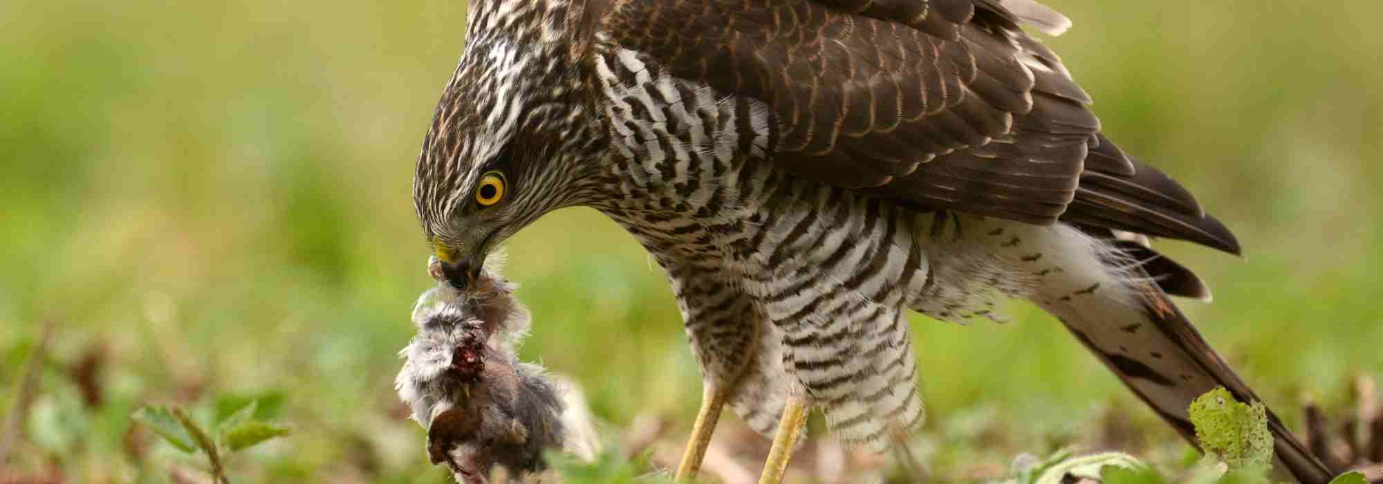 The Eurasian sparrowhawk: recognise it and understand its way of life