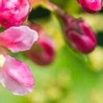 How to choose an Escallonia for your garden?