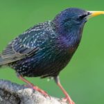 The common starling: friend or foe to the gardener?