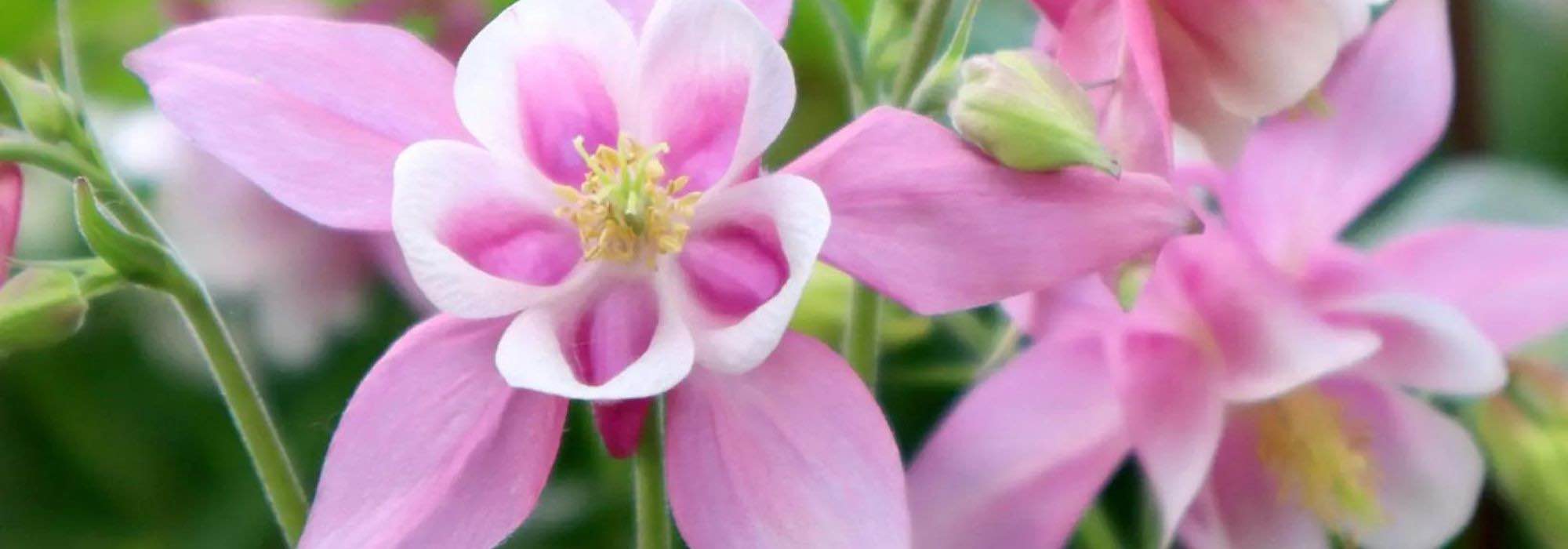 Blooming in the shade: the best plants for shady areas